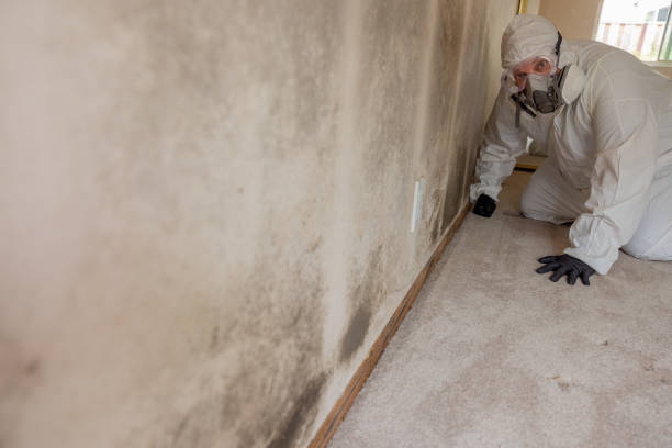 Best Attic Mold Removal  in Fairfax Station, VA